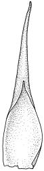 Plagiomnium novae-zelandiae, calyptra. Drawn from J. Lewinsky 74-224, CHR 240235.
 Image: R.C. Wagstaff © Landcare Research 2018 